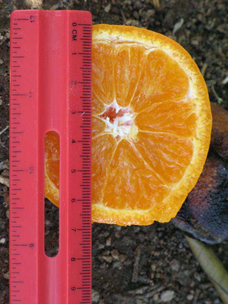            Fruit cross-section (Riverside, CA)   